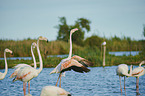 Greater Flamingos