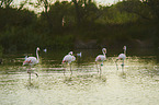 Greater Flamingos