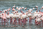 greater flamingos