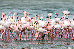 greater flamingos