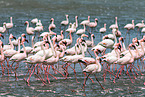 greater flamingos