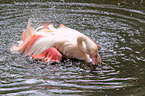 greater Flamingo