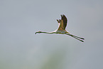 greater flamingo