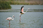 greater flamingos