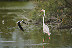 greater flamingo