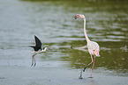 greater flamingo