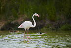 greater flamingo