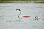 greater flamingo