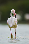 greater flamingo