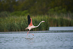 greater flamingo