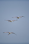 greater flamingos