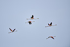 greater flamingos