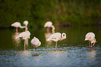 greater flamingos