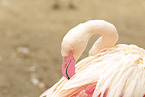 greater flamingo