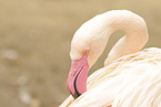 greater flamingo