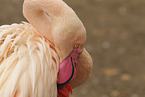 greater flamingo