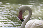 greater flamingo