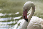 greater flamingo
