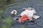 greater flamingo