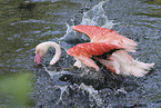greater flamingo