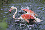 greater flamingo