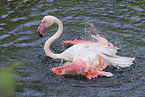 greater flamingo