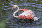 greater flamingo