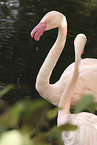 greater flamingos