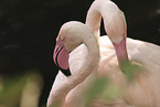 greater flamingos