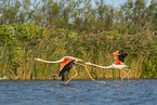 greater flamingo