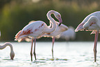 greater flamingo