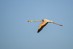 greater flamingo