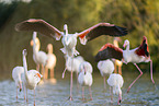 greater flamingo