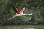 greater flamingo