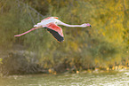 greater flamingo