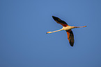greater flamingo