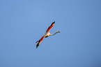 greater flamingo