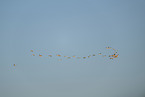greater flamingo