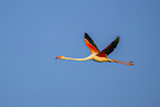 greater flamingo