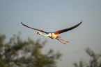 greater flamingo