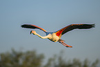 greater flamingo