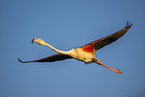 greater flamingo
