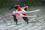 greater flamingo