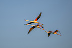 greater flamingo