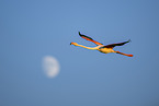 greater flamingo