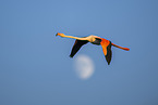 greater flamingo