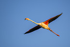 greater flamingo