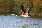 greater flamingo