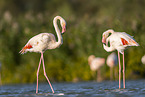 greater flamingo