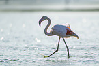 greater flamingo